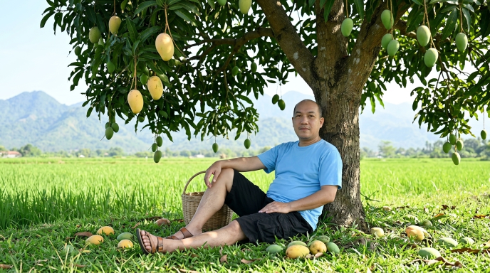 mangga3
